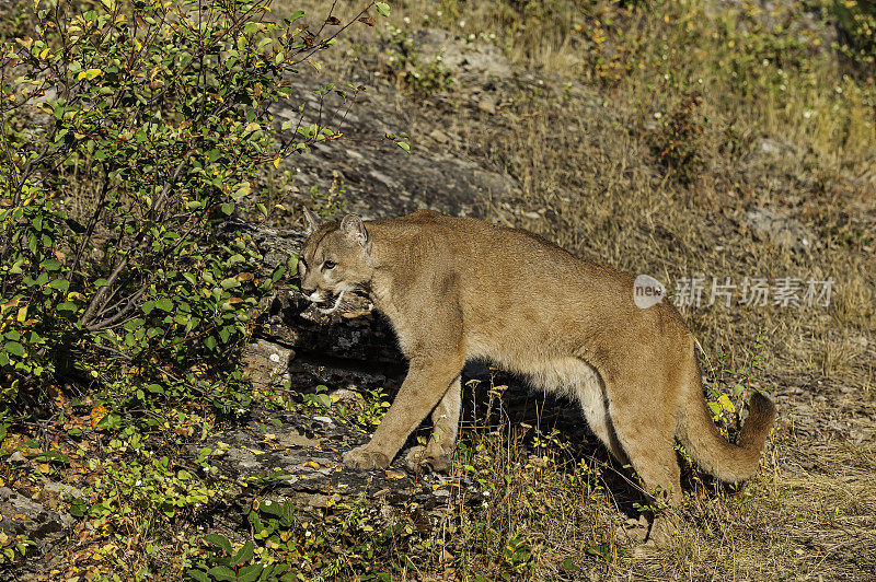 美洲狮(Puma concolor)，也被称为美洲狮，美洲狮，山猫，猫山猫，或豹，取决于地区，是猫科家族的哺乳动物，原产于美洲。
